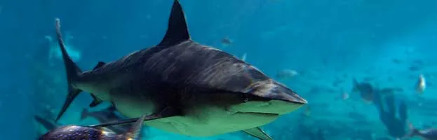 Bull Shark - Animal Facts and Information