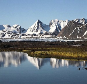 tundra biome facts animal