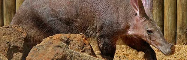 Aardvark
