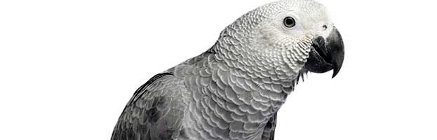 African Gray Parrot