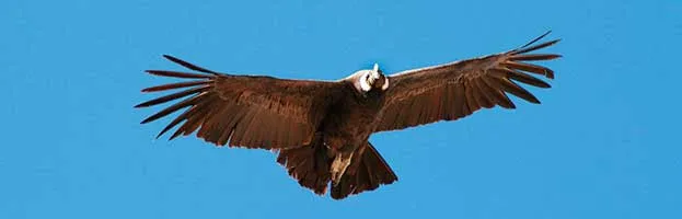 Andean Condor