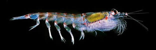 Antarctic Krill