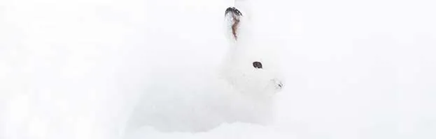 Arctic Hare