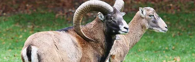 Bighorn Sheep