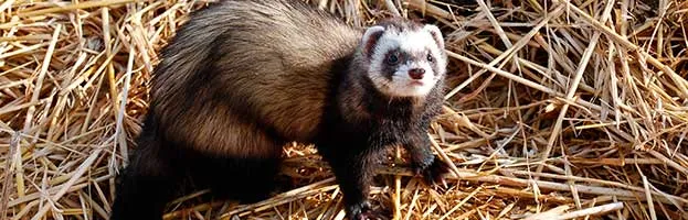 Black-Footed Ferret