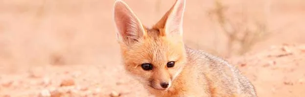 Black-Backed Jackal Pup Black-Backed Jackal Pup