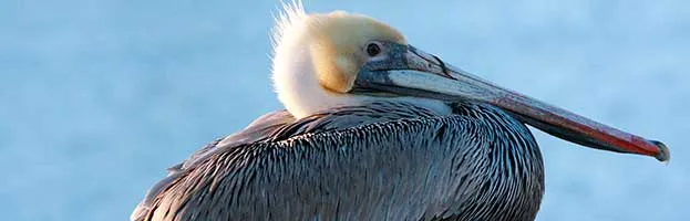 Brown Pelican
