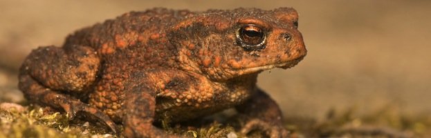 Cane Toad