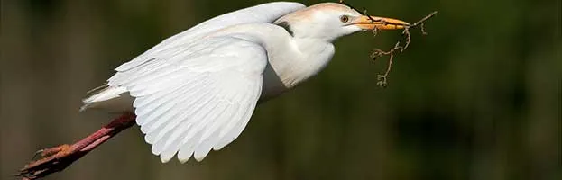 Cattle Egret