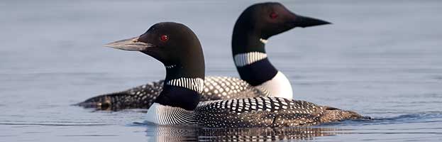 Common Loon