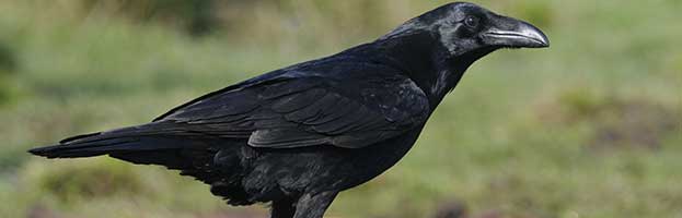 Common Raven
