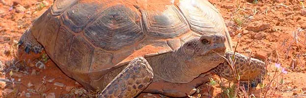Desert Tortoise