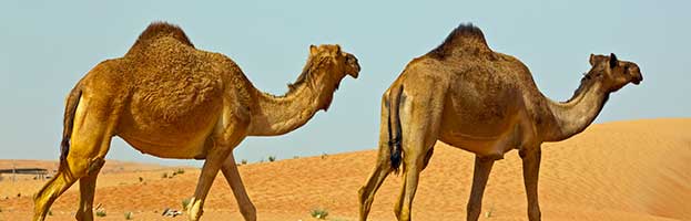 Dromedary