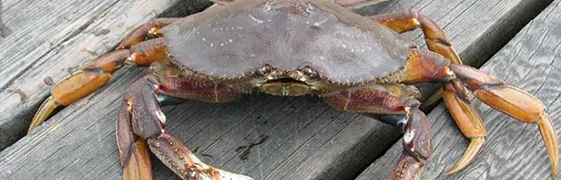 Dungeness Crab