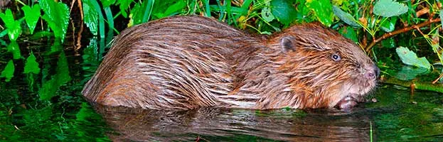 Eurasian Beaver