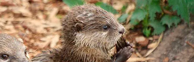 Animal Names – Babies and Groups