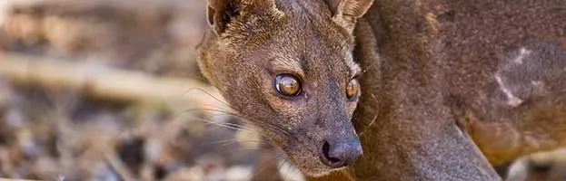 Fossa