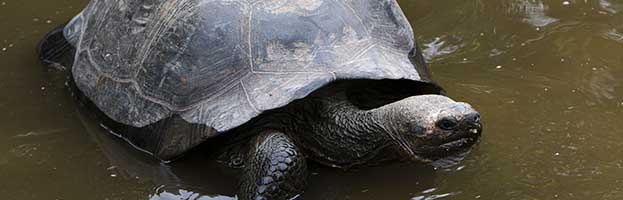 Galapagos Tortoise