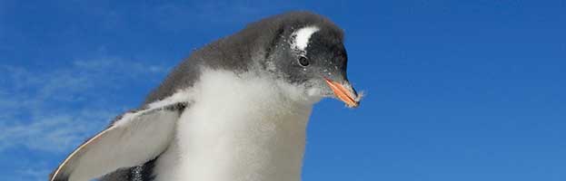 Gentoo Penguin Chick