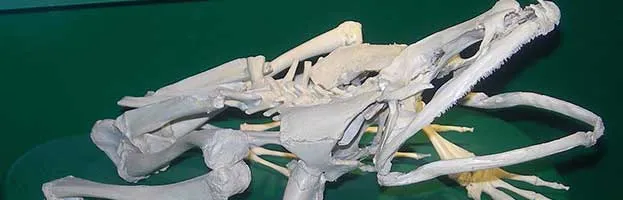 Goliath Frog