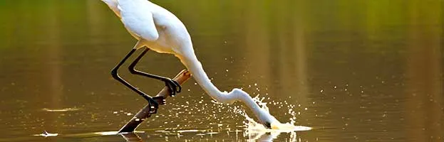 Great Egret
