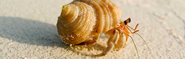 Hermit Crab