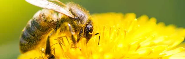 Honey Bee