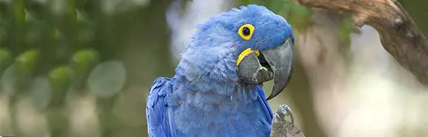 Hyacinth Macaw