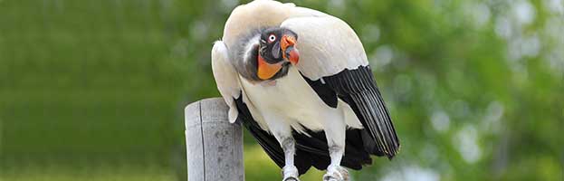 King Vulture