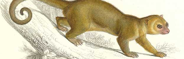 Kinkajou