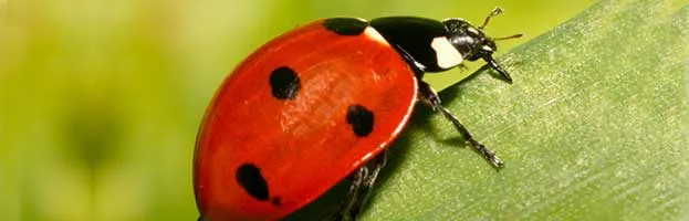 Lady Bug