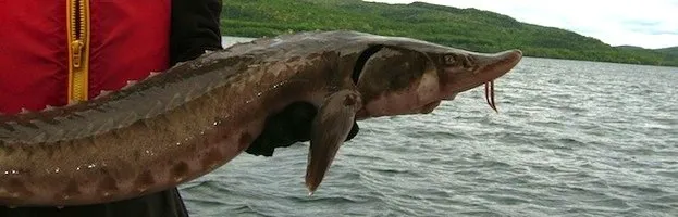 Lake Sturgeon
