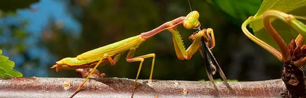 Mantis