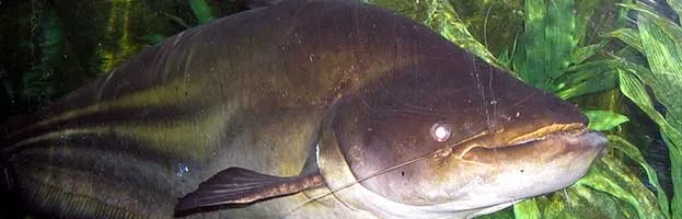 Mekong Giant Catfish