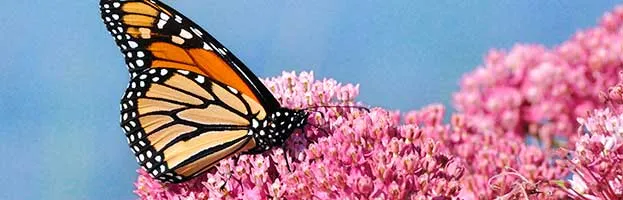 Monarch Butterfly