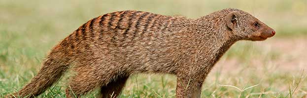 Mongoose Mongoose