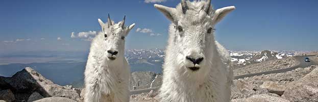 Mountain Goat