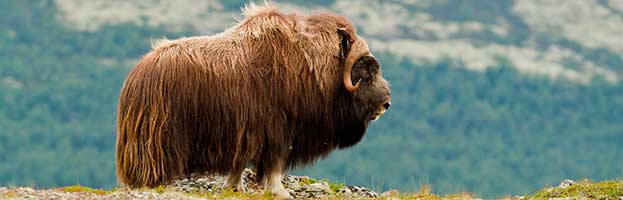 Musk Ox Musk Ox