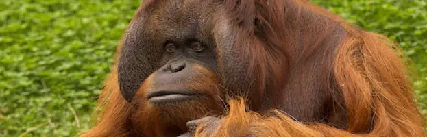 Orangutan Quick Facts