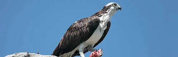 Osprey