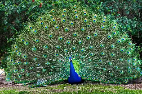 Peacock - Animal Facts and Information