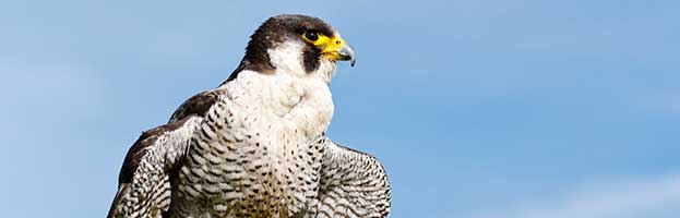 Peregrine Falcon