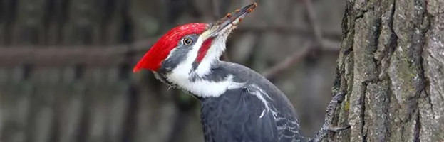 Pileated Woodpecker
