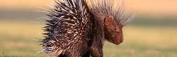 Porcupine