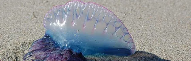 Portuguese Man o’ War