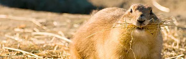 Prairie Dog