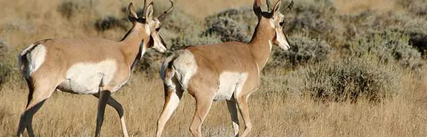 Pronghorn