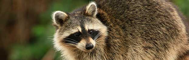 Raccoon