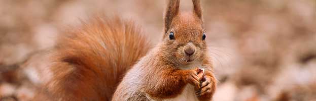 Red Squirrel