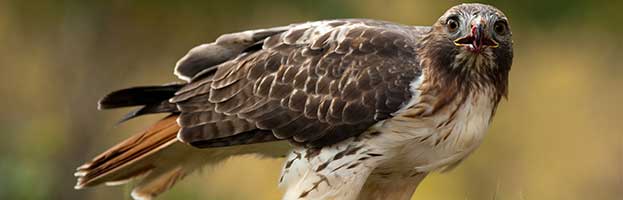 Red Tailed Hawk